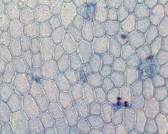 Image of Nitophylleae