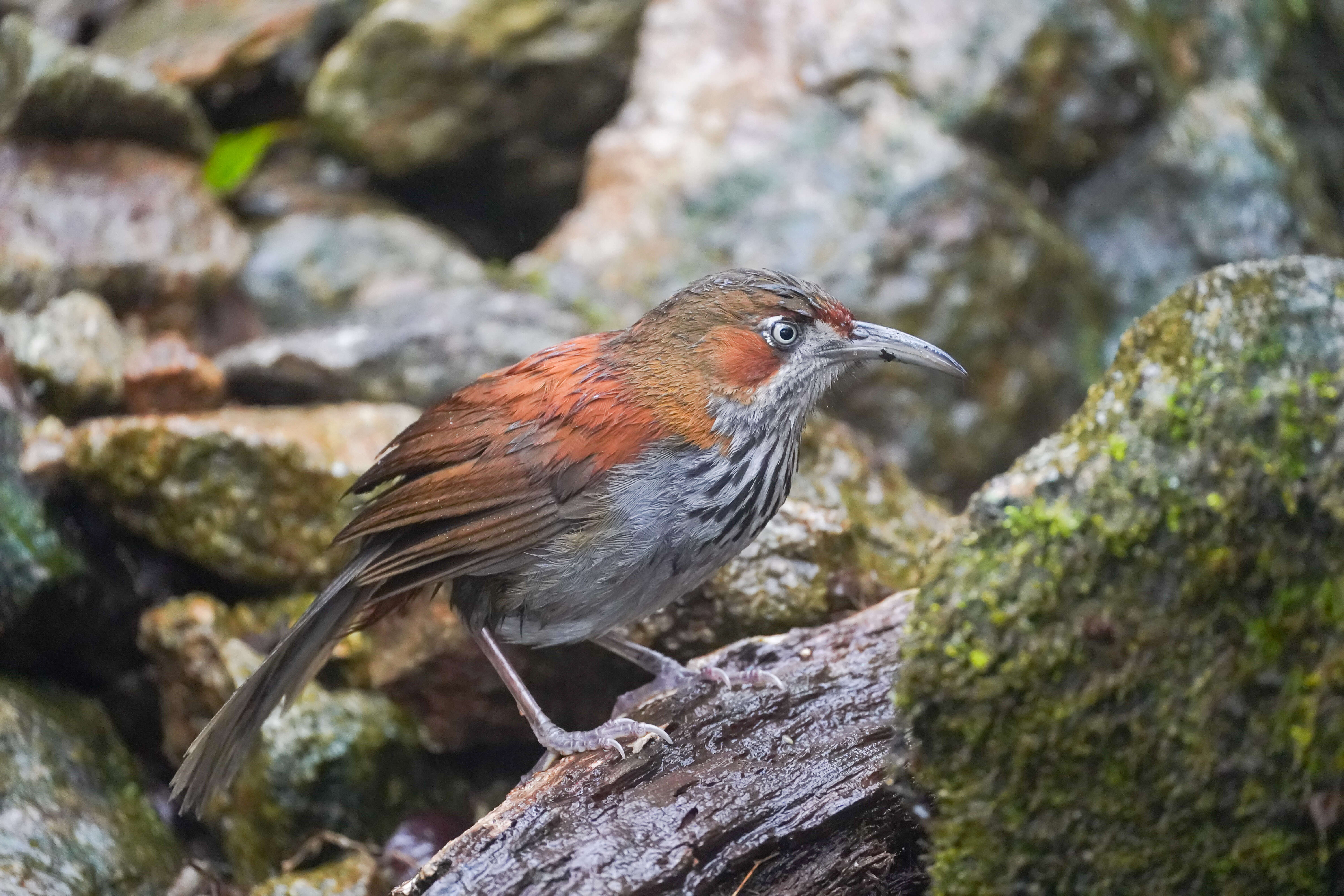 Image of Grey-sided Scimitar Babbler