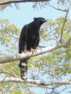 Image of Black Hawk-Eagle
