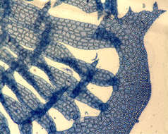 Image of Martensia K. Hering 1841