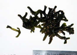 صورة Codium geppiorum