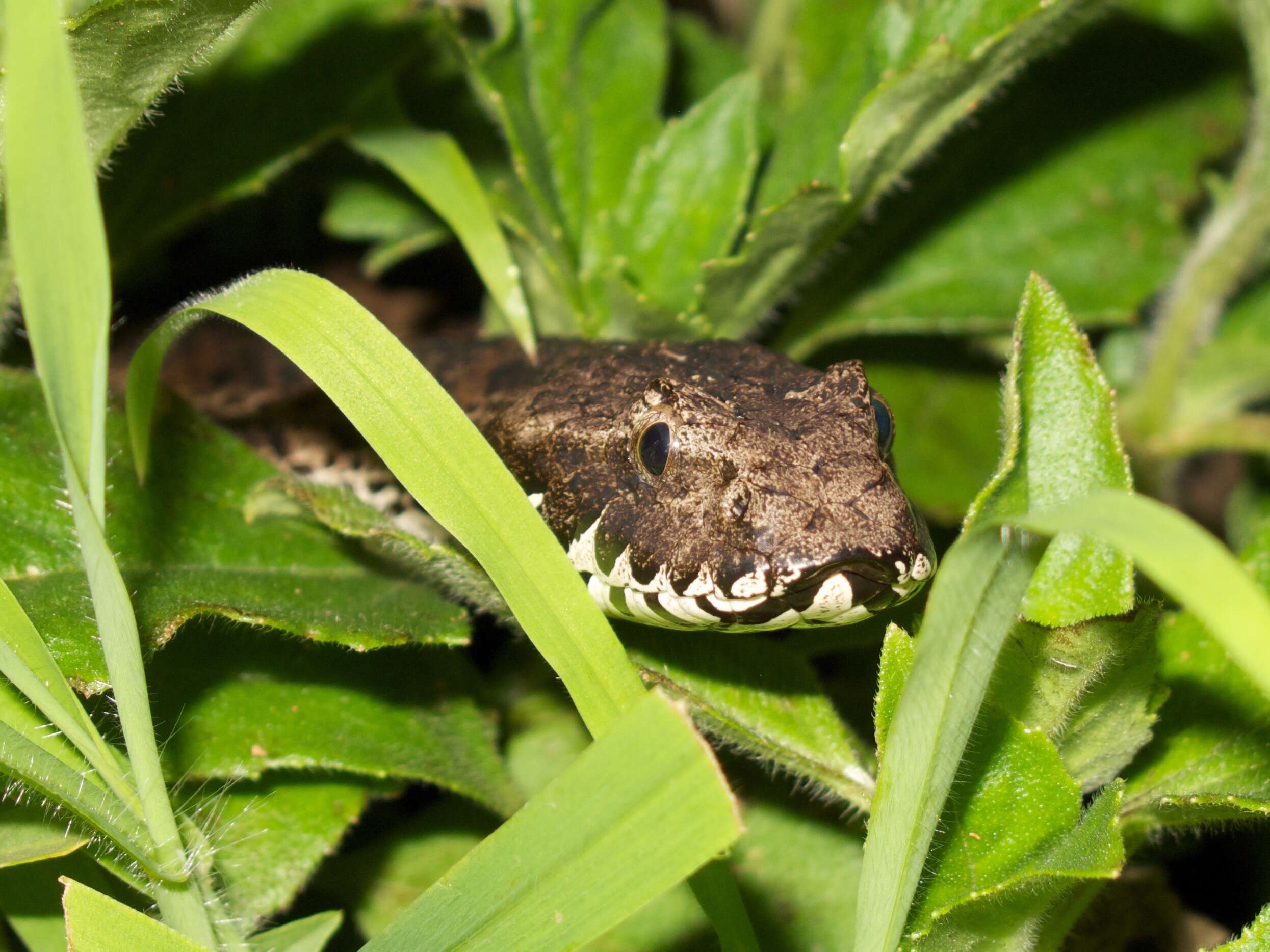 Image of Northern death adder