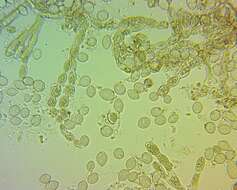 Image of Monilinia fructicola (G. Winter) Honey 1928