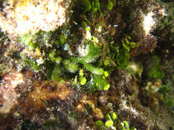 Image of Codium geppiorum