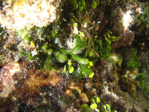 صورة Codium geppiorum