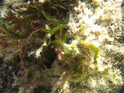 Image of Codium geppiorum