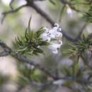 Image of Leucopogon mitchellii Benth.