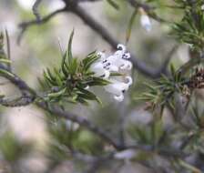 Image of Leucopogon mitchellii Benth.