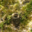 Image of <i>Caulerpa cupressoides</i> var. <i>lycopodium</i>