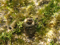 Image of cactus tree alga