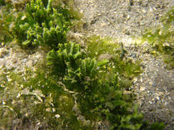 Image of cactus tree alga