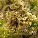 Image of Hydroclathrus clathratus