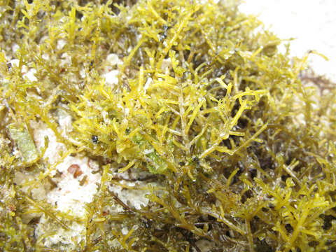 Image of Ohelopapa