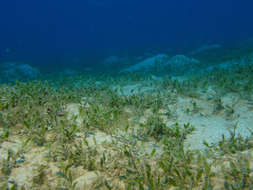 Image of seagrass