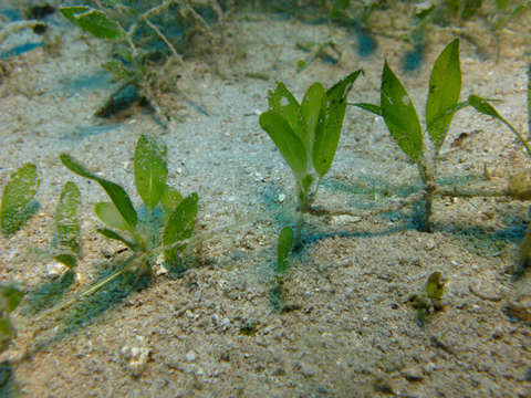 Image of seagrass