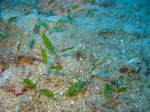 Image of seagrass