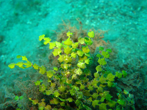 Image of Halimeda borneensis