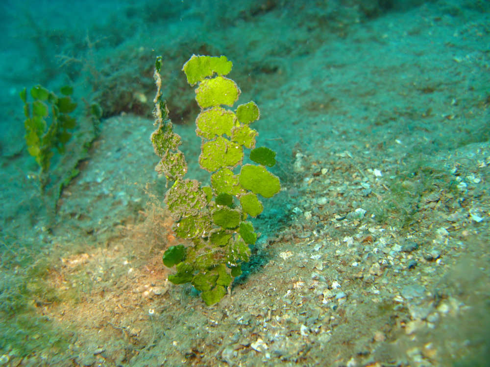 Image of Halimeda borneensis