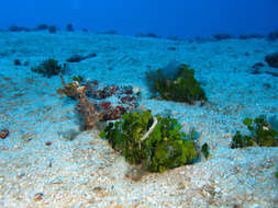 Image of Halimeda borneensis