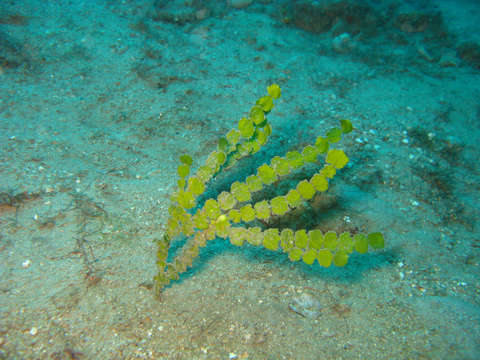 Image of Halimeda borneensis