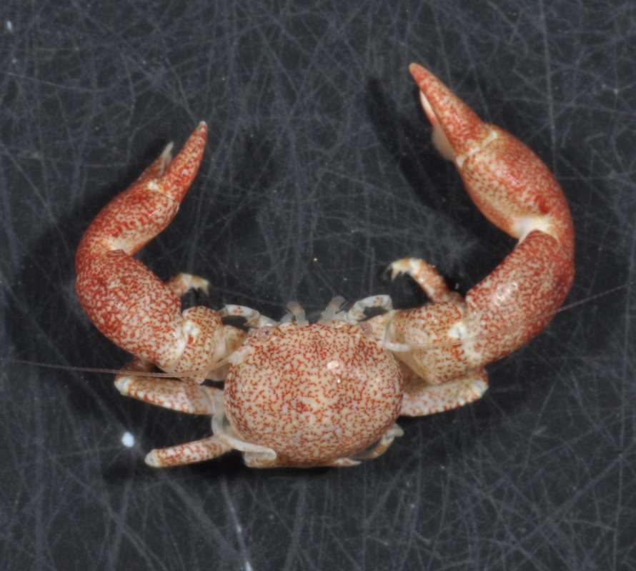 Image of squat lobsters