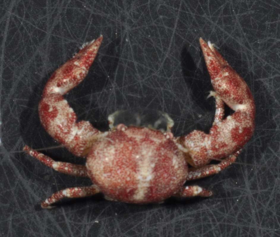 Image of squat lobsters