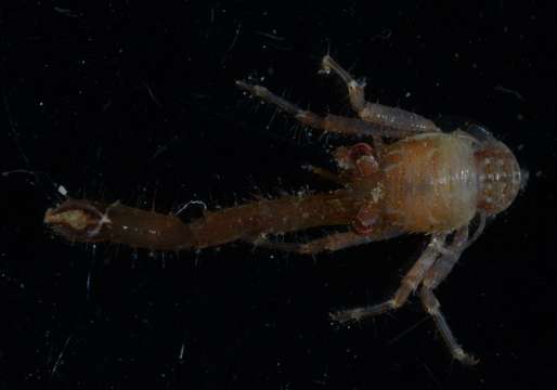 Image of squat lobsters