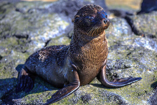 Image of Galapagos Sea Lion