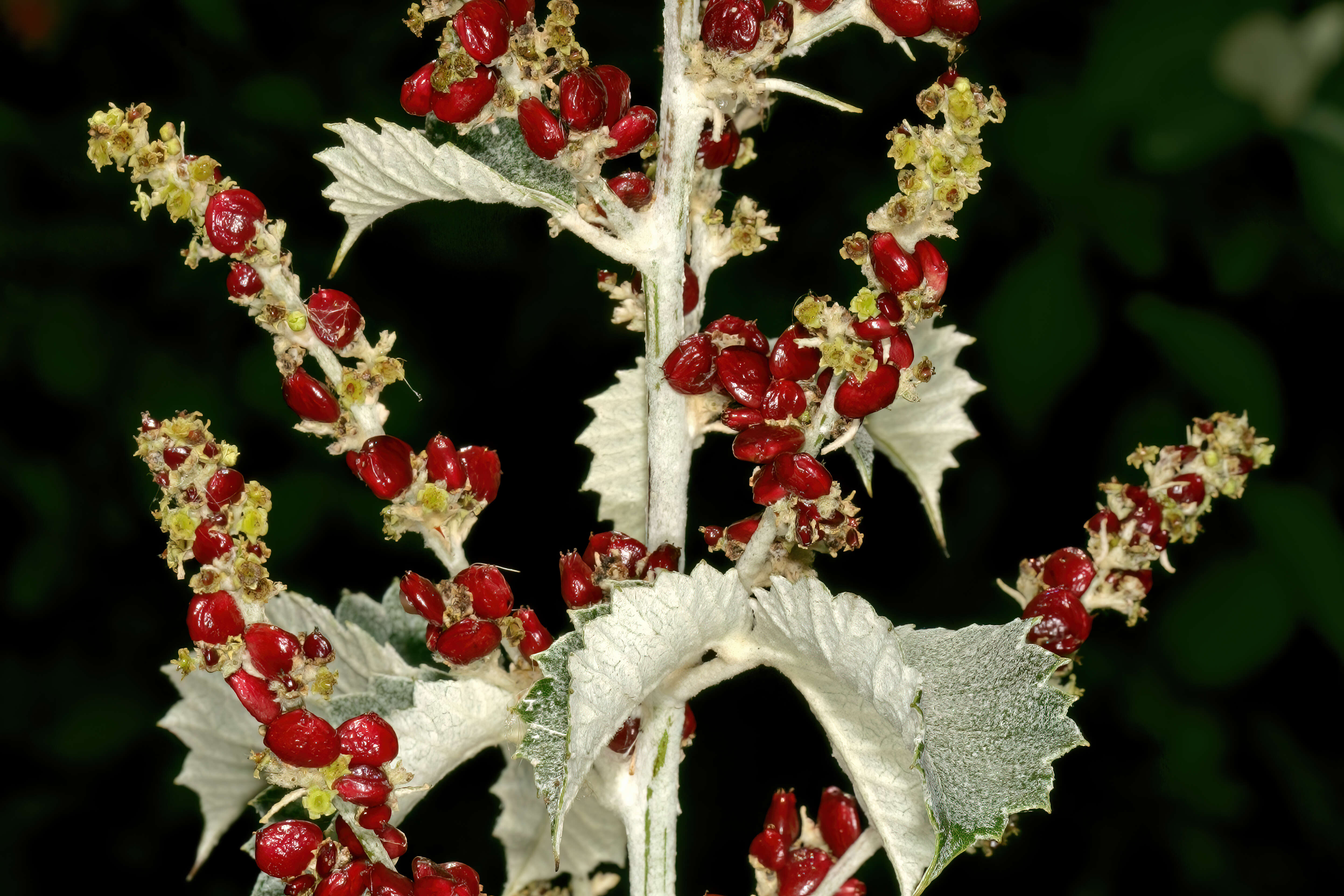 Image of Searsia batophylla (Codd) Moffett