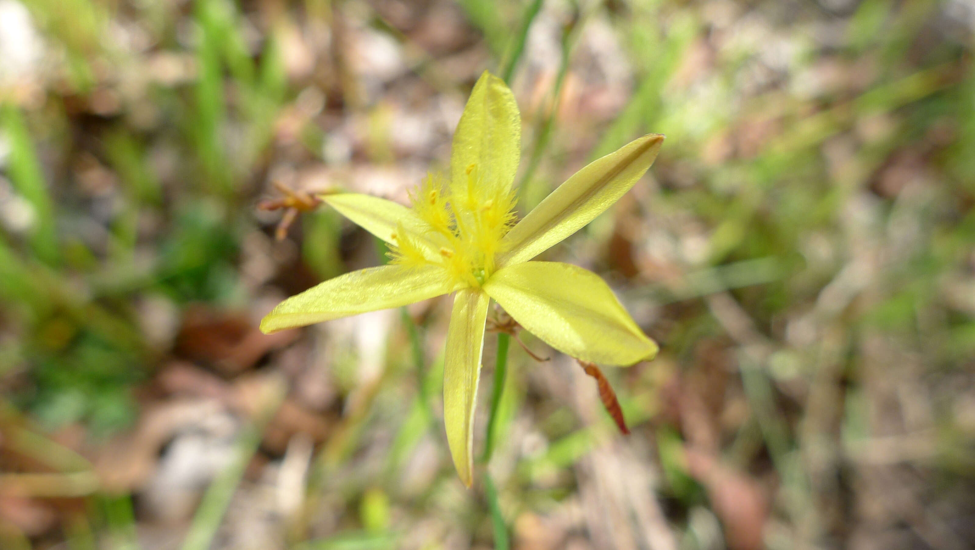 Image of Tricoryne elatior R. Br.