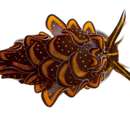 Image of Leaf gilled slug
