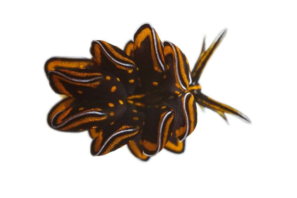 Image of Caliphyllidae