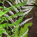 Image of Dixie silverback fern
