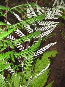 Image of goldback fern