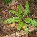 Image of Scaly Sword Fern