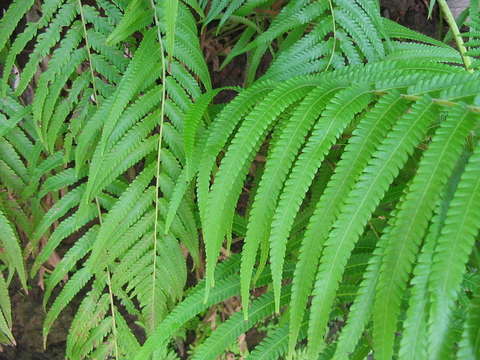 Sphaerostephanos subpectinatus (Copel.) Holtt. resmi