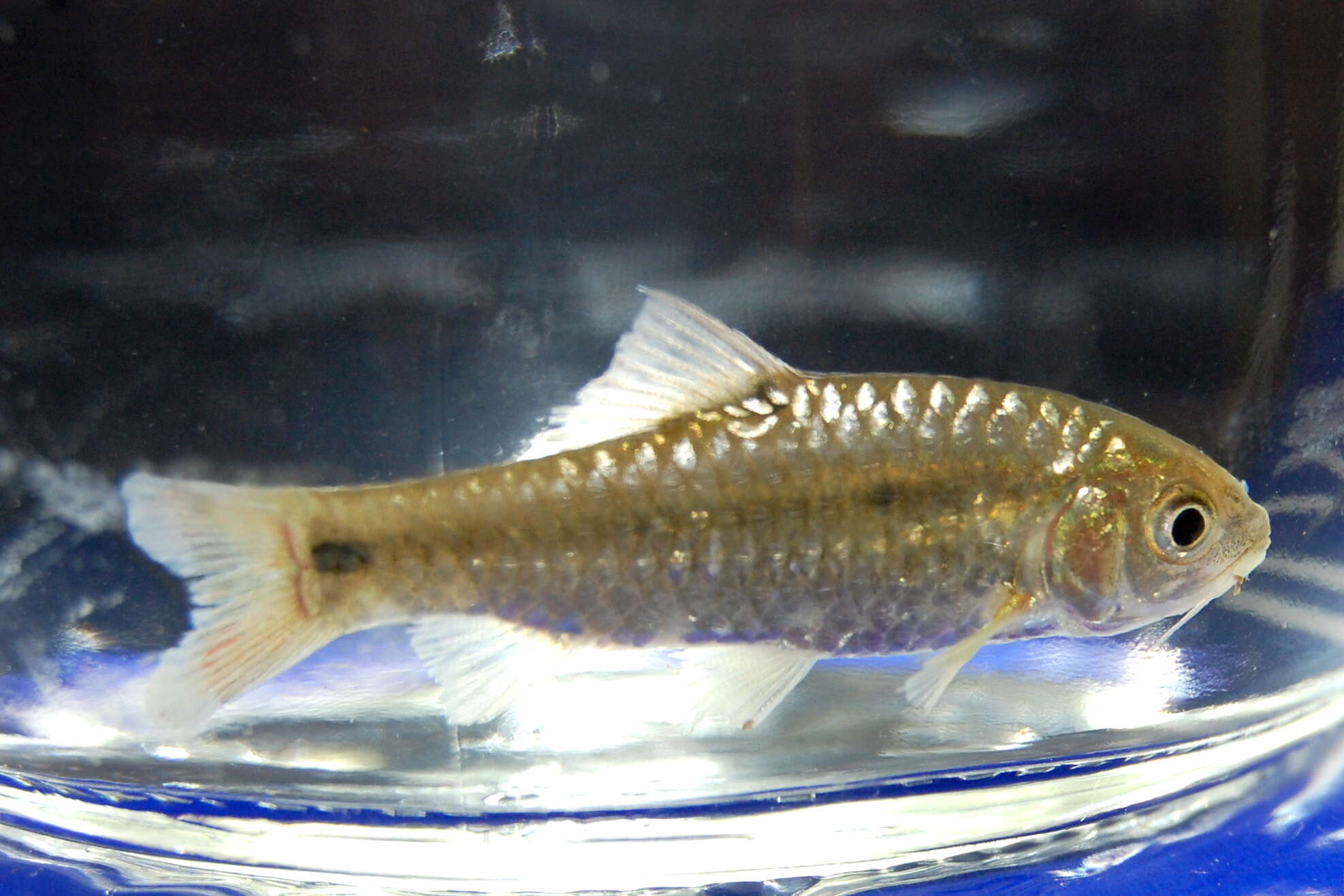 Image of Spotted barb