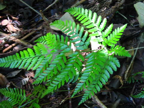 Image of hollyfern