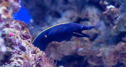 Image of morays