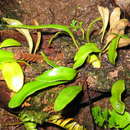 Image of Pyrrosia serpens (G. Forst.) Ching