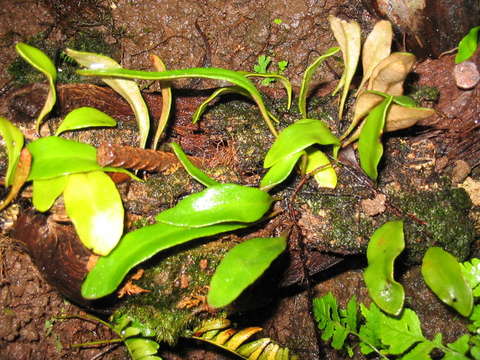 Image of Pyrrosia serpens (G. Forst.) Ching