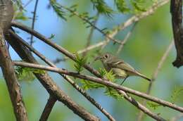 Image of goldcrests and kinglets