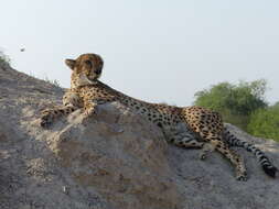 Image of Sudan cheetah