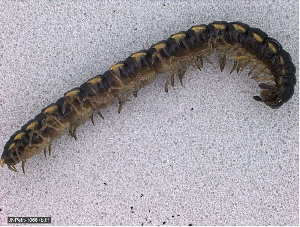 Image of myriapods