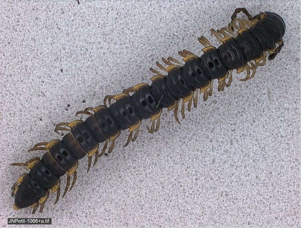 Image of myriapods