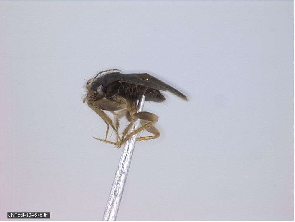 Image of true bugs