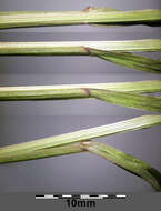 Image of compact brome