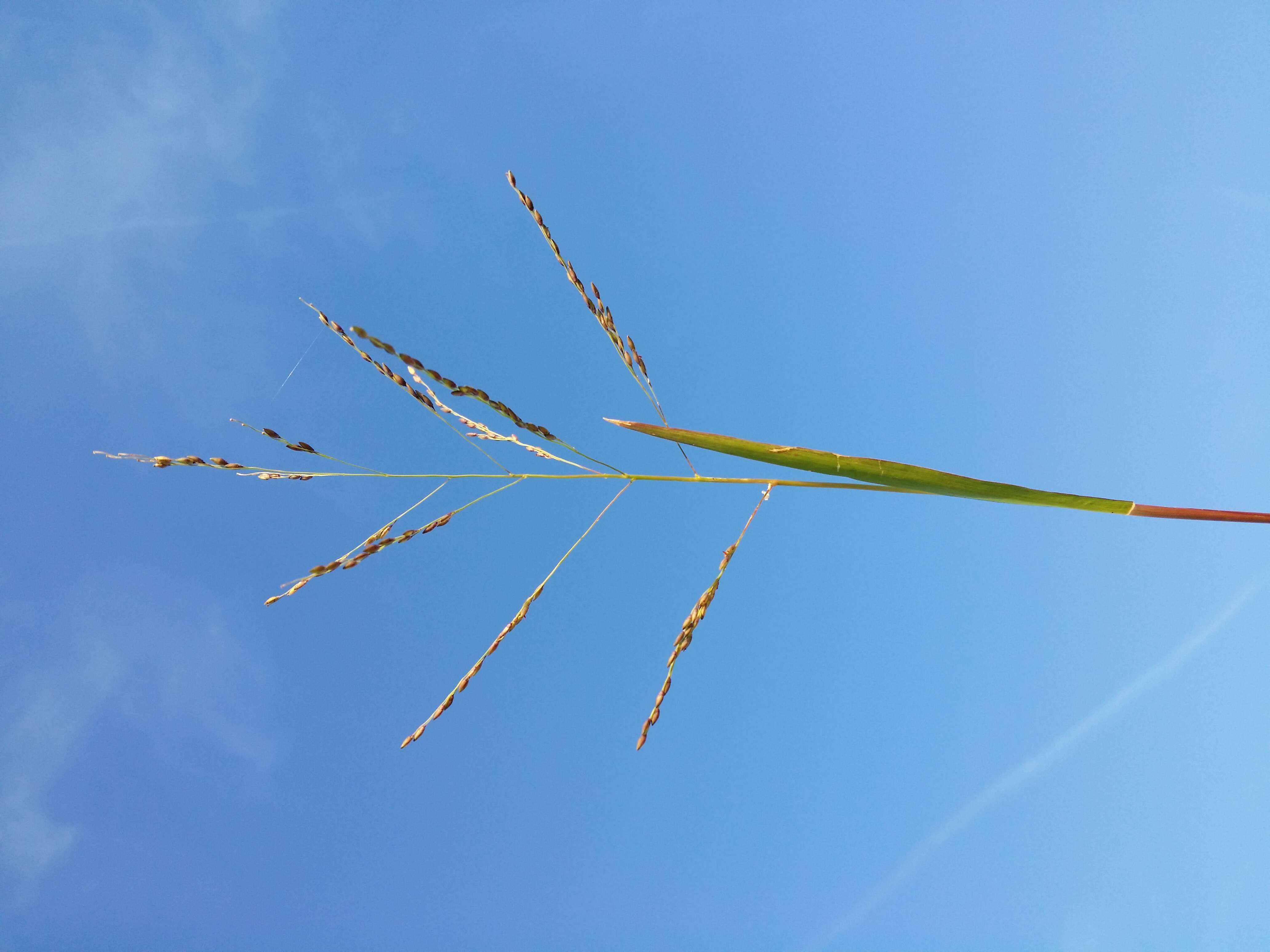 Imagem de Panicum dichotomiflorum Michx.