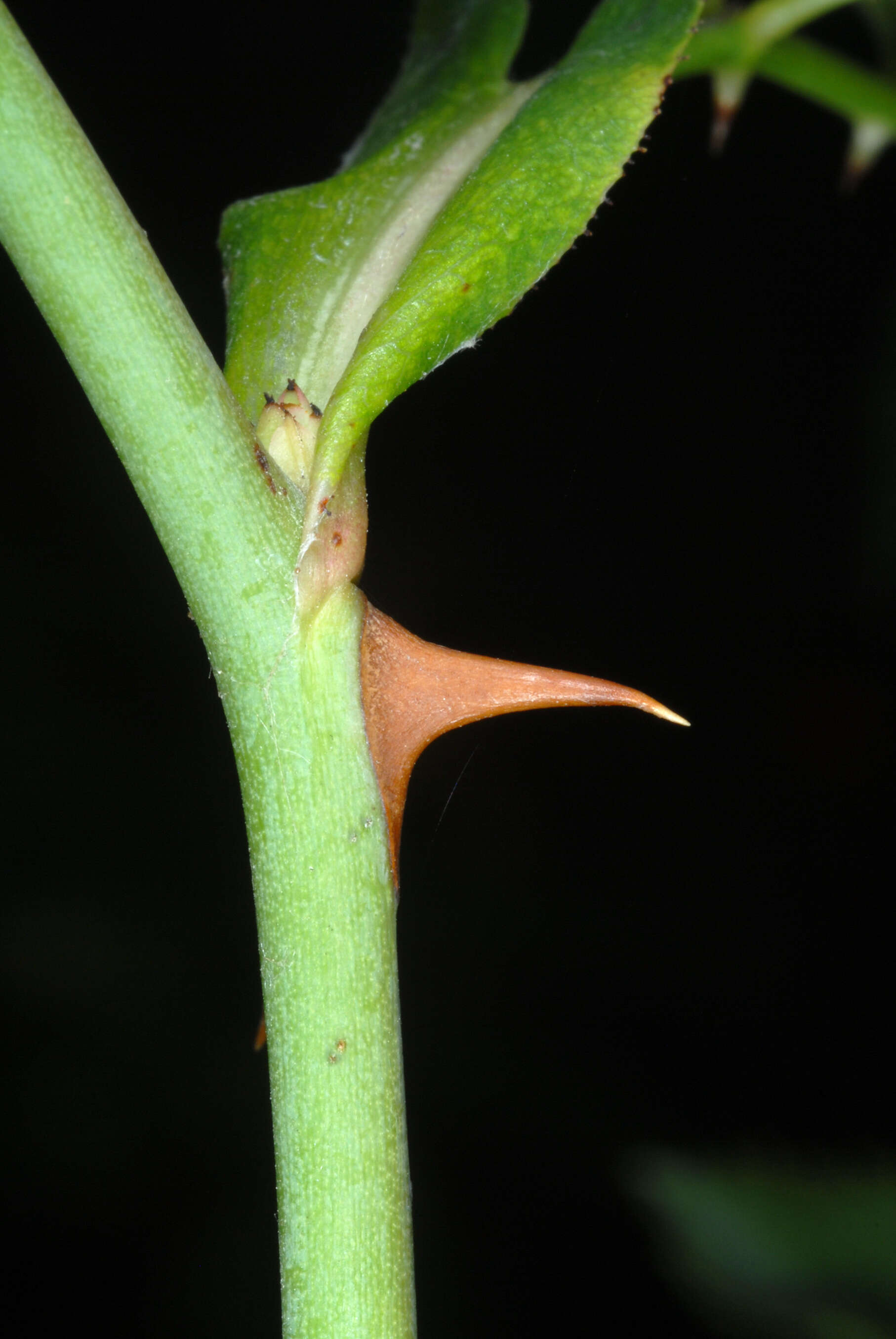 Image of dog rose