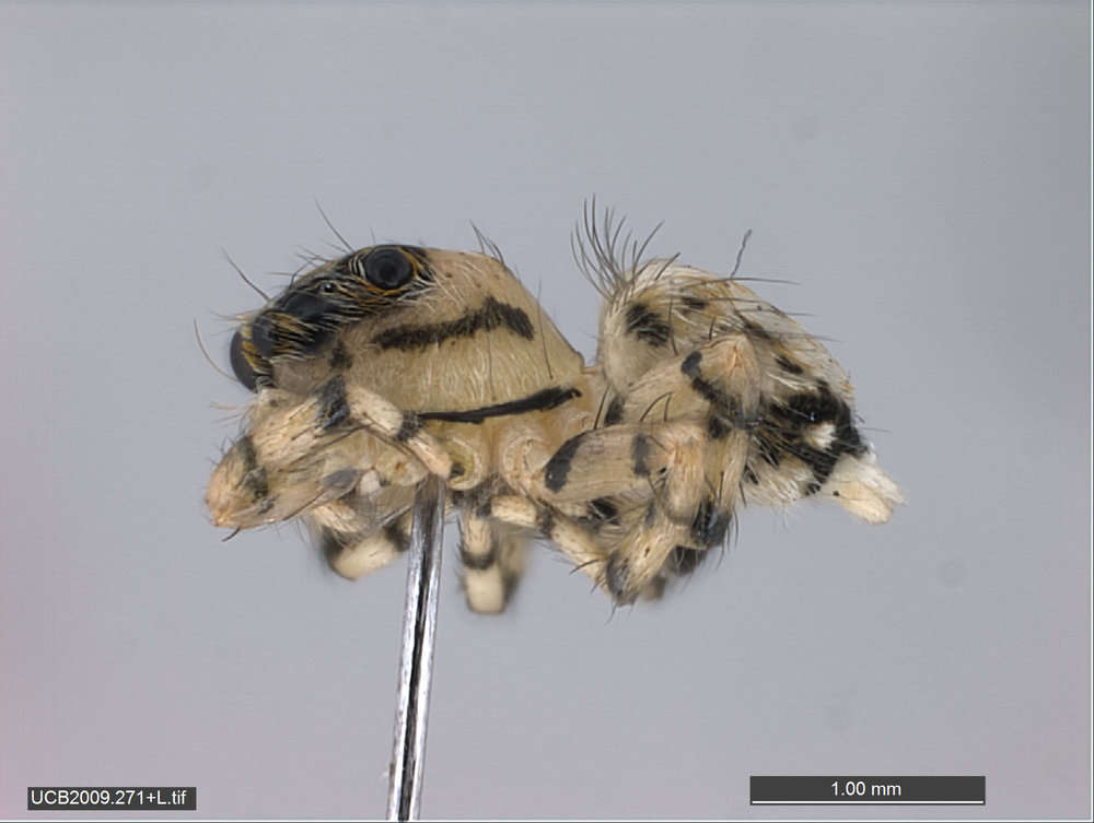 Sivun Thorelliola kuva